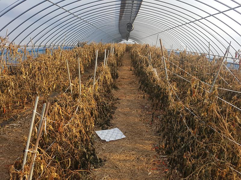 농업기술센터_고추_수확_포장