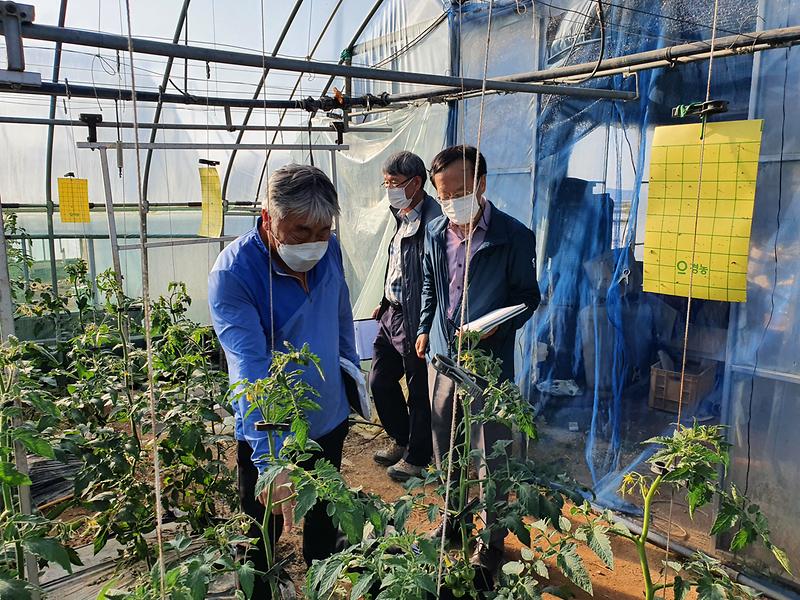 농업기술센터_현장컨설팅(토마토)