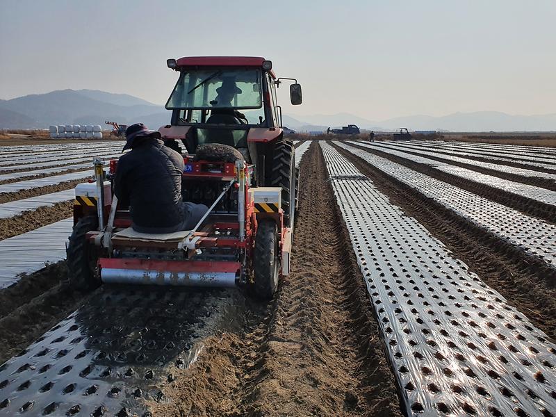 농업기술센터-마늘파종
