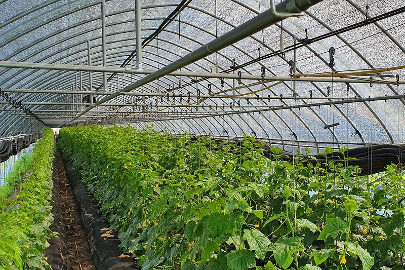 농업기술센터_폭염대비_시설하우스_자동차광장치