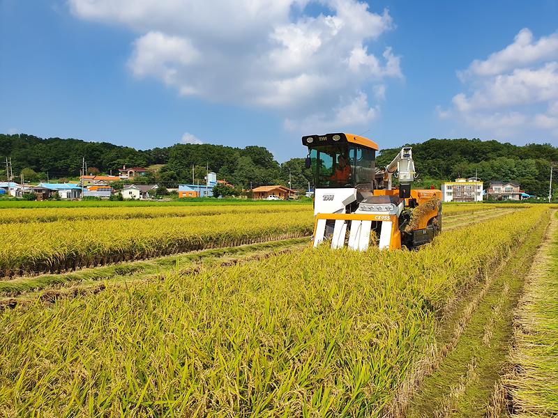 농업기술센터_사진-벼_수확