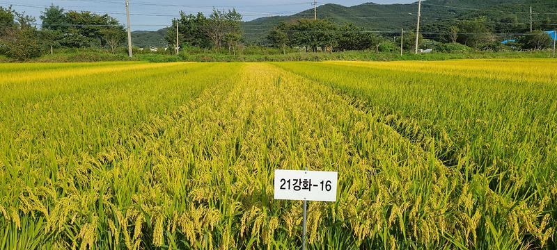 농업기술센터_시험포1