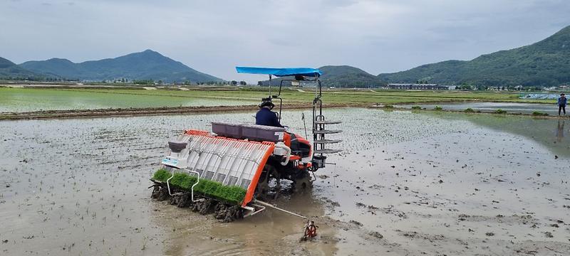 농업기술센터_시험포_모내기_