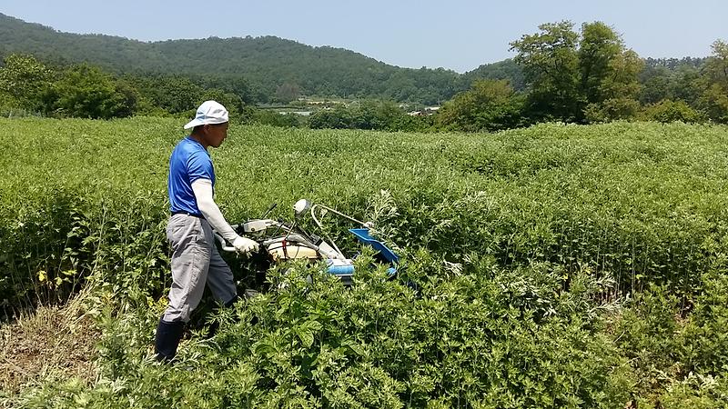 농업기술센터_약쑥_(1)