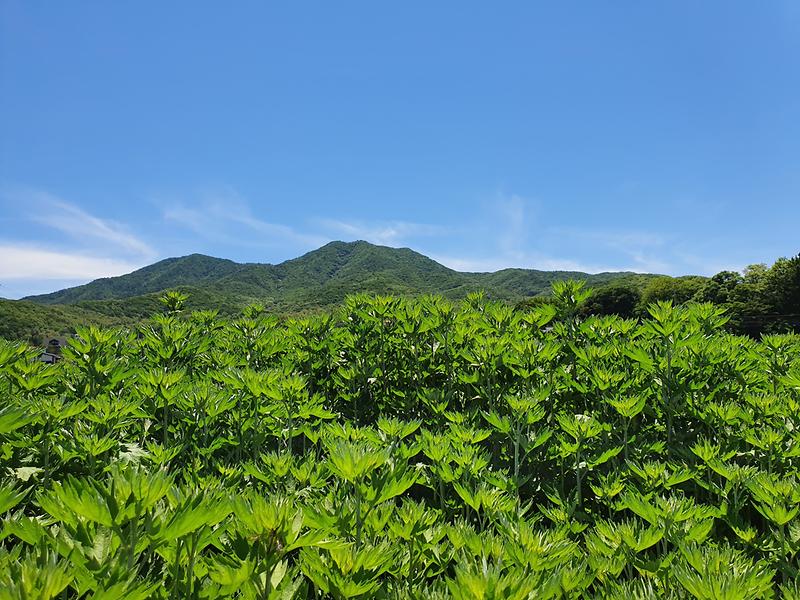 농업기술센터_약쑥_(2)
