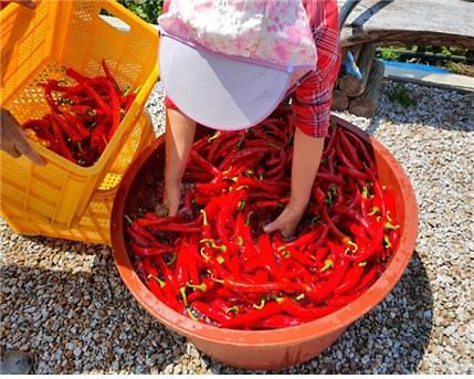 농정과_고추건조기2
