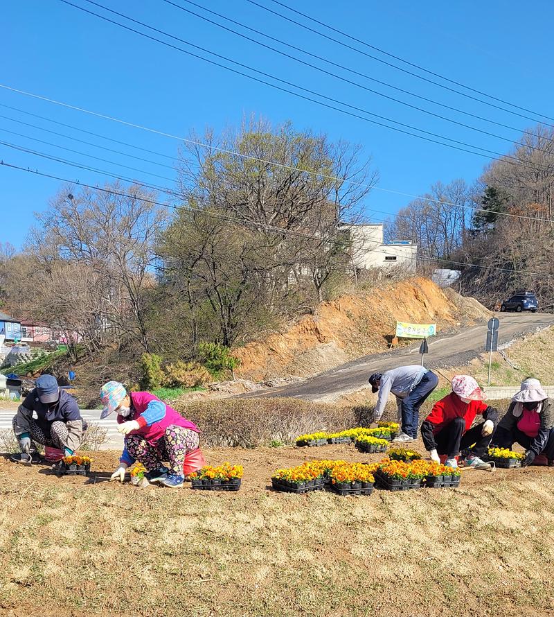 선원면_해안도로_꽃화단_정비_활동을_펼치고_있다