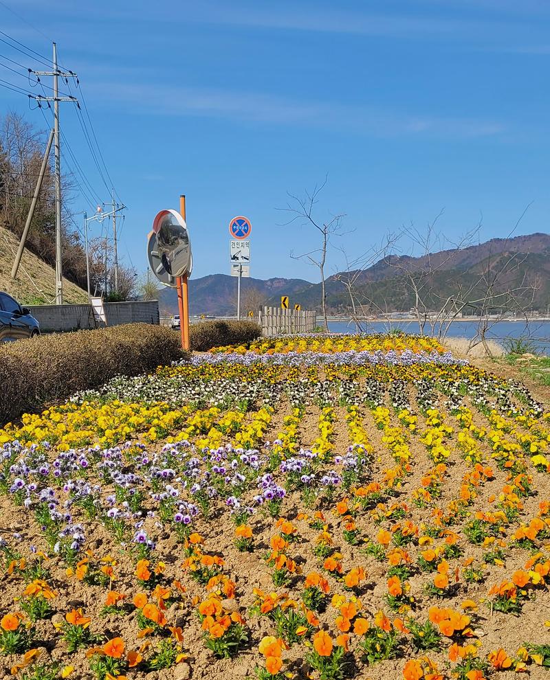 선원면_해안도로_꽃화단_정비_활동을_펼치고_있다