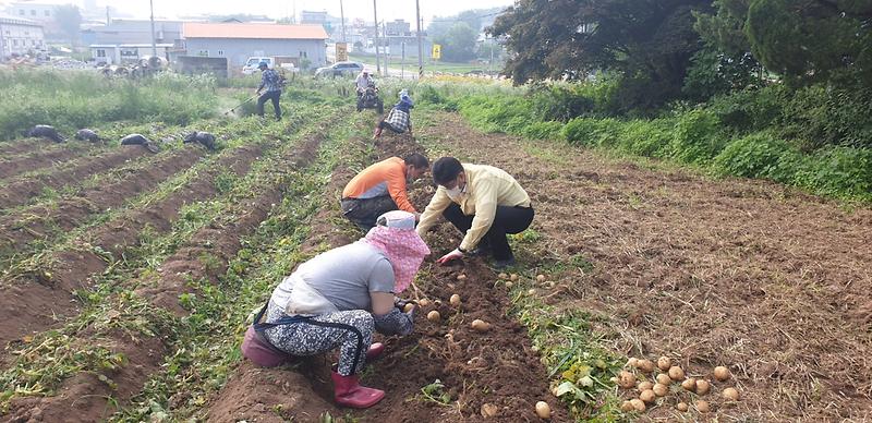선원면주민자치위감자수확2