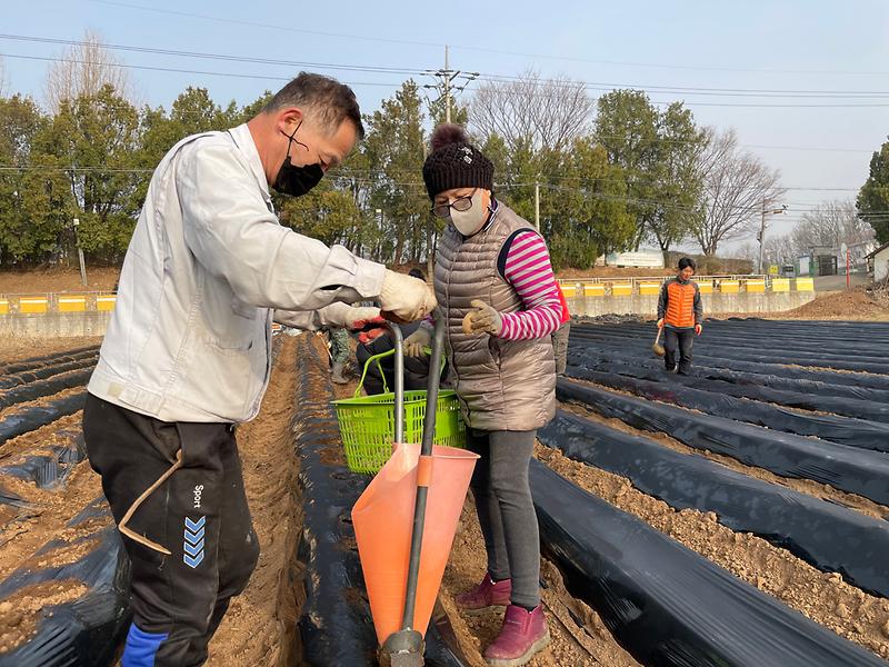 선원면주민자치위원들이_감자심기를하고있다2
