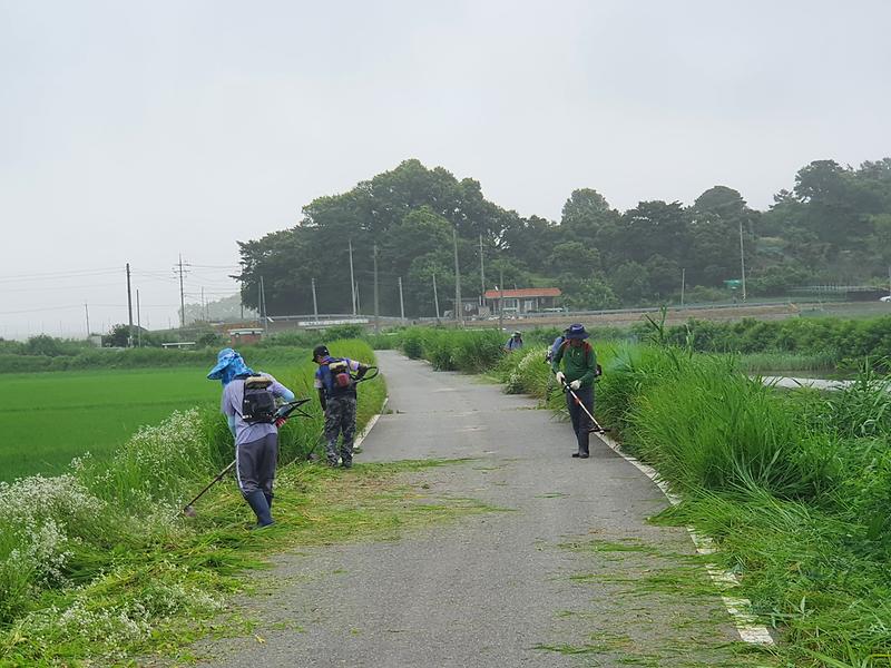 송해면_외래식물_제거)_(2)