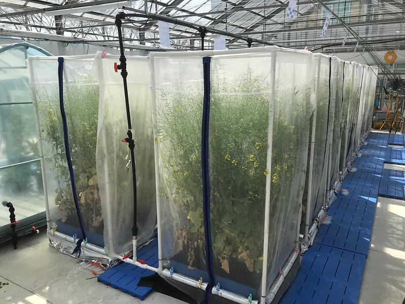 순무__유리온실2