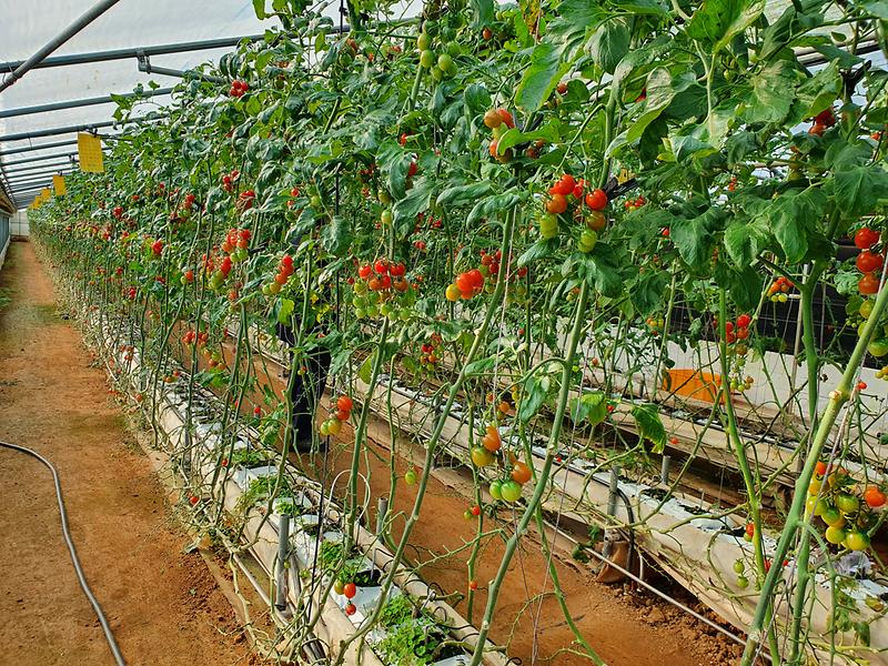 토마토_겨울재배