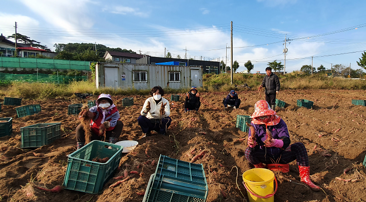 양도면_고구마_수확