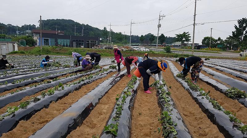 양도면_고구마식재_(1)