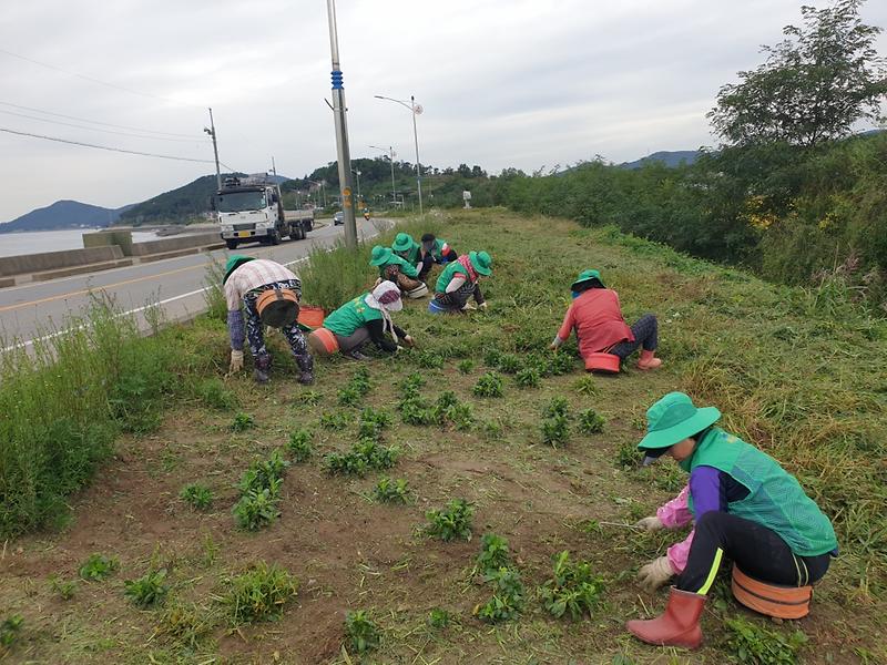 양도면_제초작업_(1)