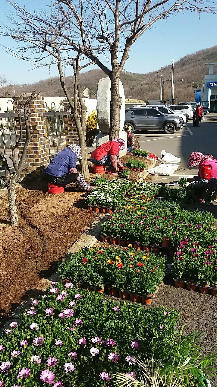 양도면_꽃길가꾸기