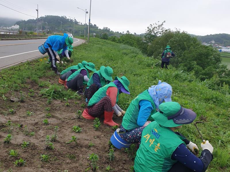 양도면_꽃길조성_(2)