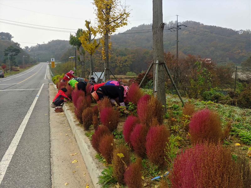 양도면_생활개선회_화단정비_(2)
