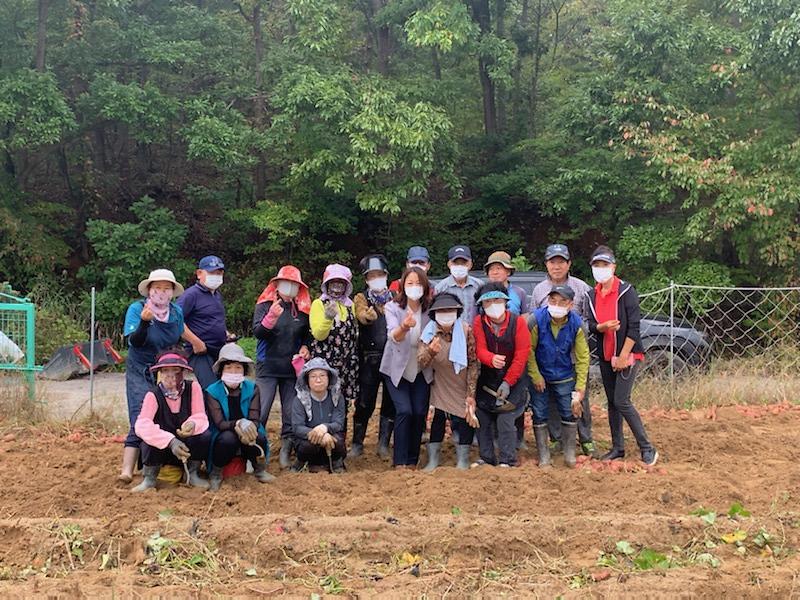 양사면_고구마_(1)