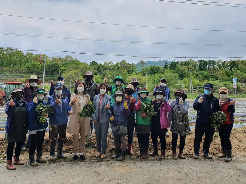 양사면_고구마_(1)