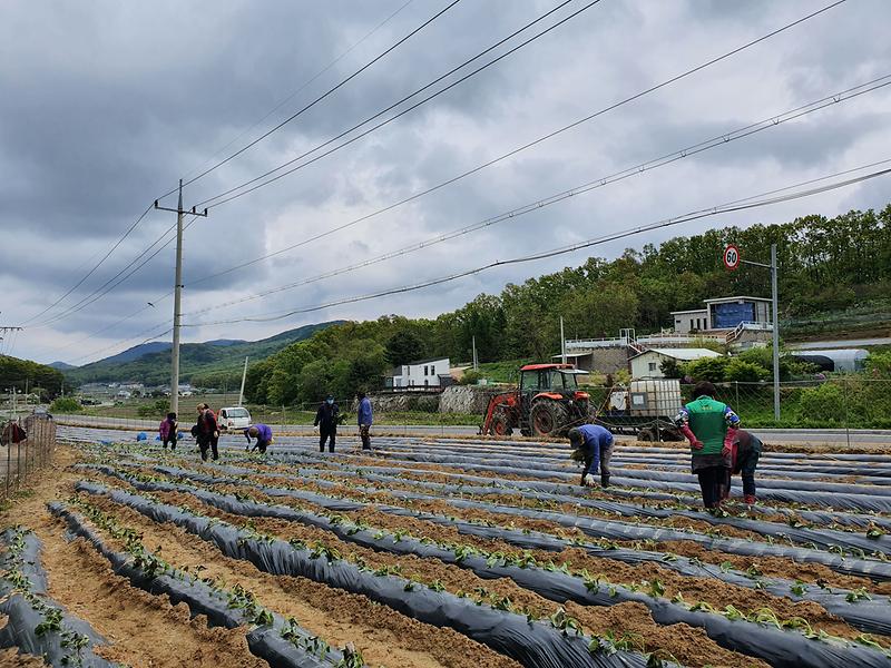 양사면_고구마_(2)