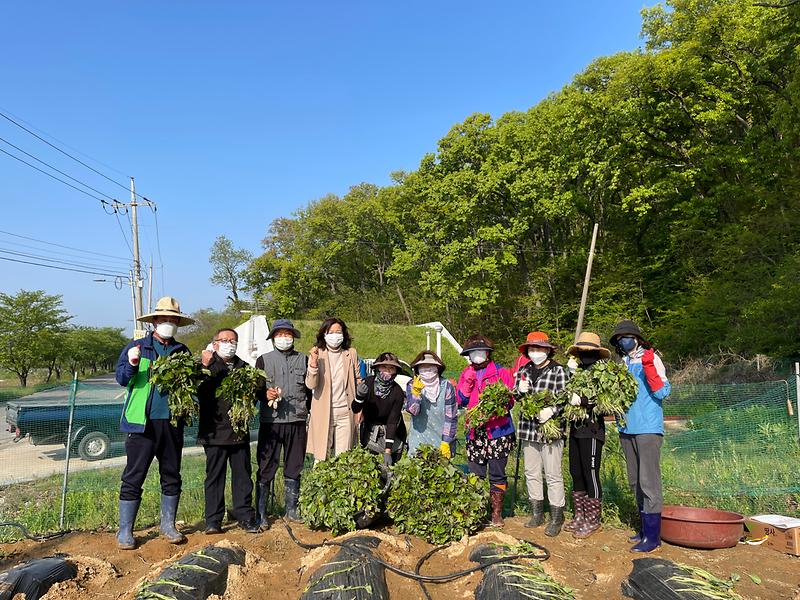 양사면_고구마식재