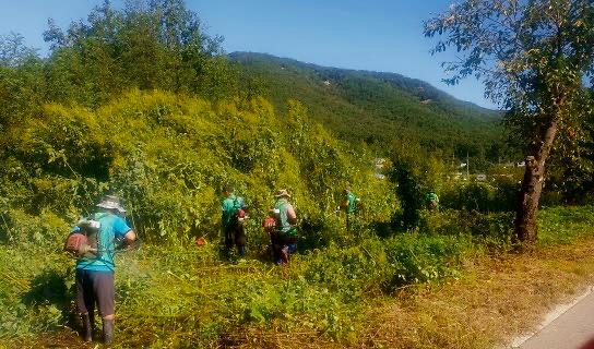 양사면_교란식물_(1)