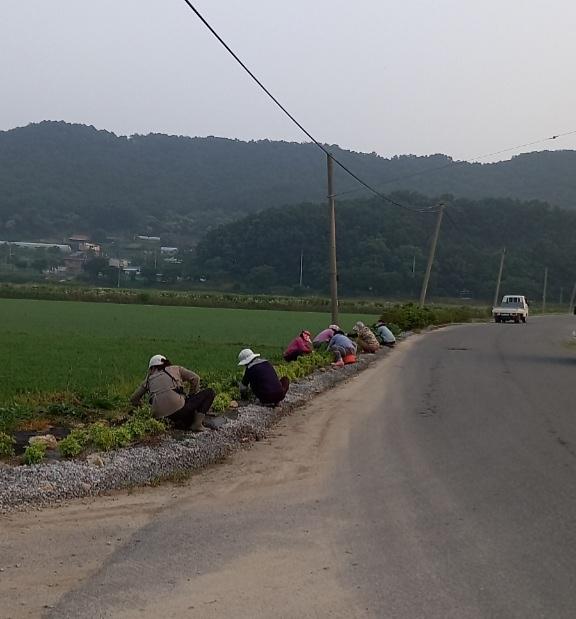 양사면_마을회_제초