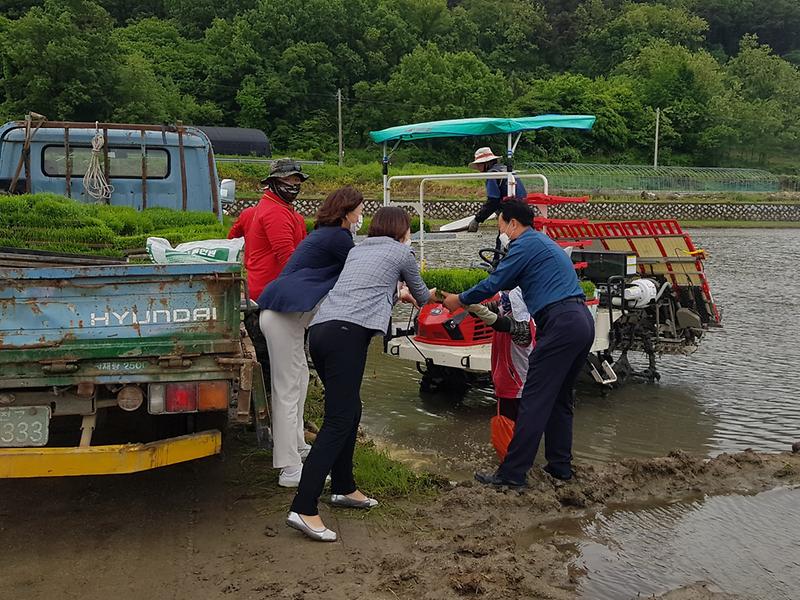 양사면_모내기_(1)