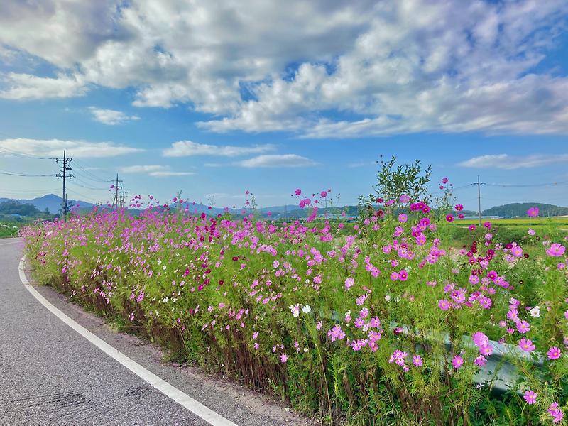 불은면_꽃식재(코스모스)