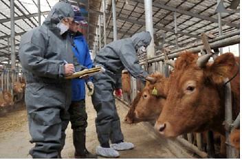 축산과_구제역_방역_(1)