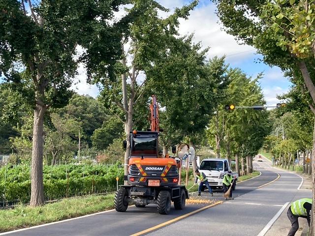 은행나무_채취_(1)