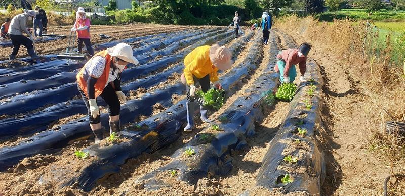 강화읍_지역사회보장협의체_배추_심기
