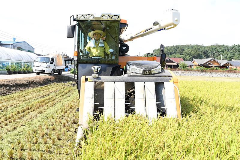 강화섬쌀_첫_수확_(2)