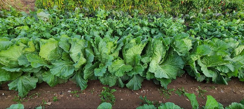 김장용_배추_병해충_방제_철제