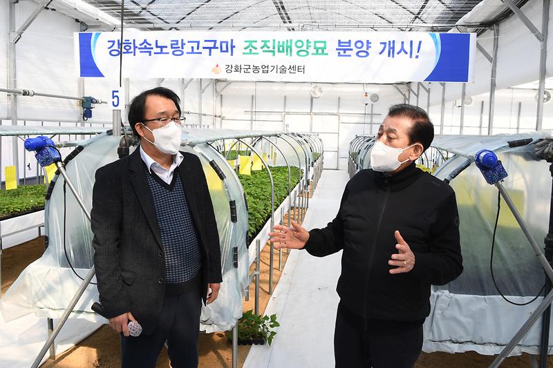 고구마_무병묘_육성_현장_확인_(4)