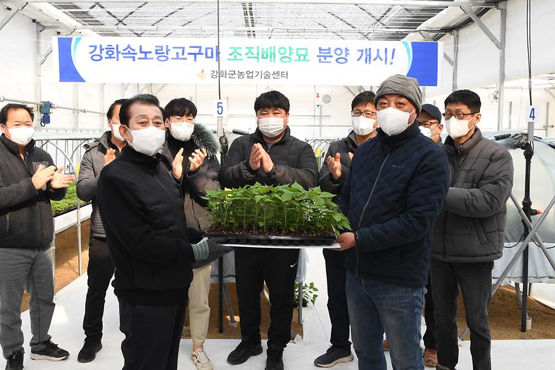 고구마_무병묘_육성_현장_확인_(5)