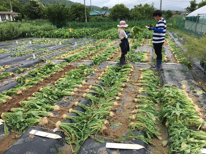 계통_선발_및_특성조사