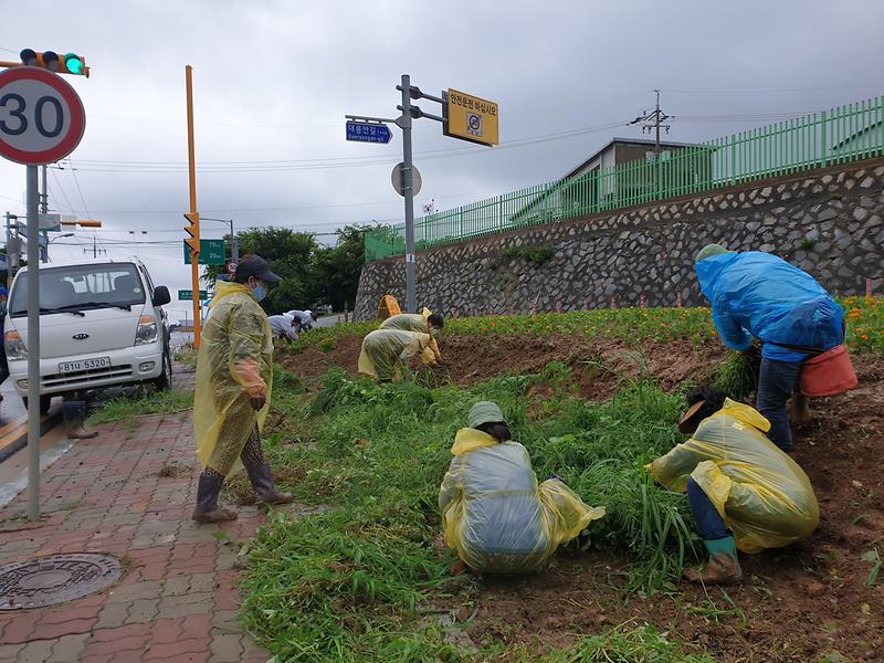 교동면_바르게살기위원회_여름꽃_식재