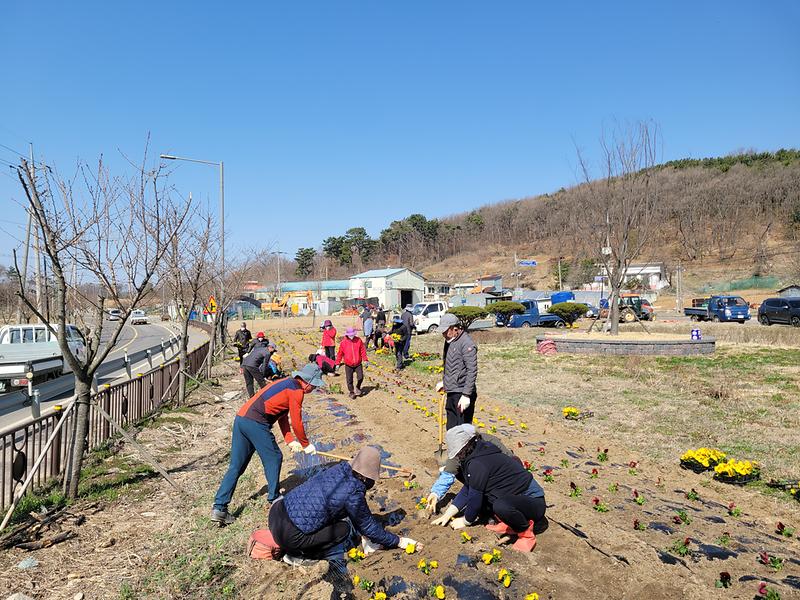 교동면_부녀회·자치위_봄꽃_식재