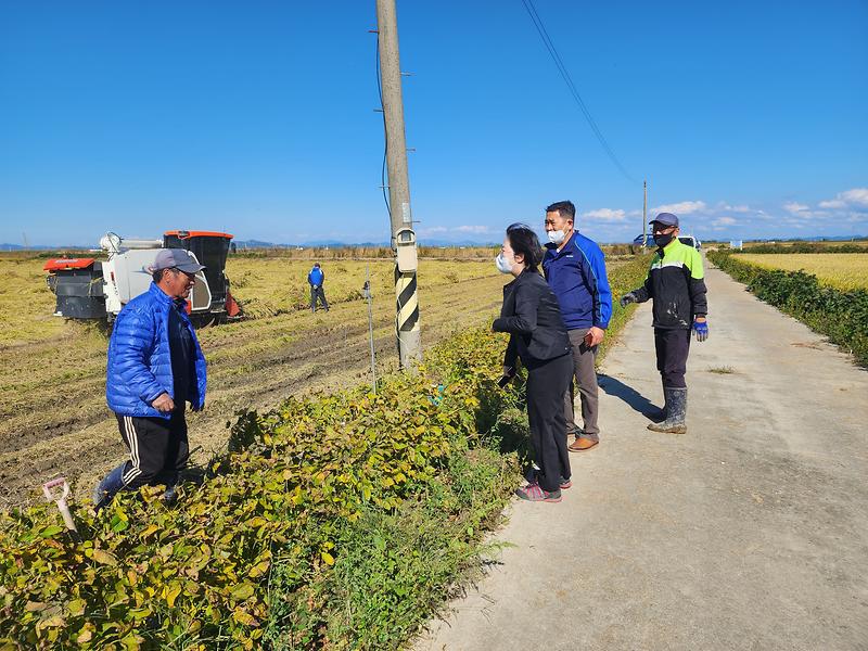 교동면_벼베기_현장_방문_1