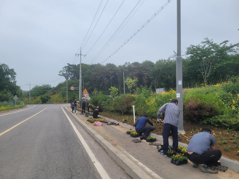 교동면_체육진흥후원회_등_여름꽃_식재