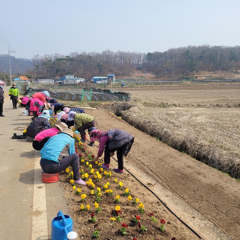 교동면_체육진흥후원회·마을회_꽃_식재
