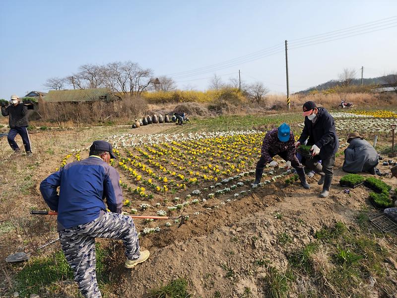 교동면_동산리마을회_봄꽃_식재