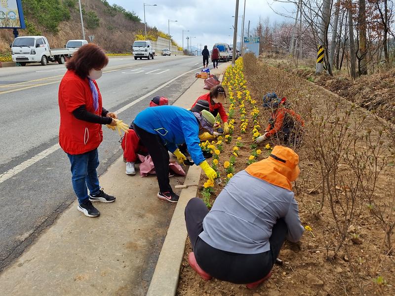 교동면_교동대교_꽃길_조성