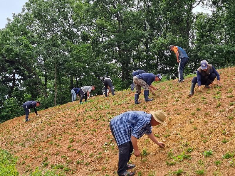 교동면_이장단_제초