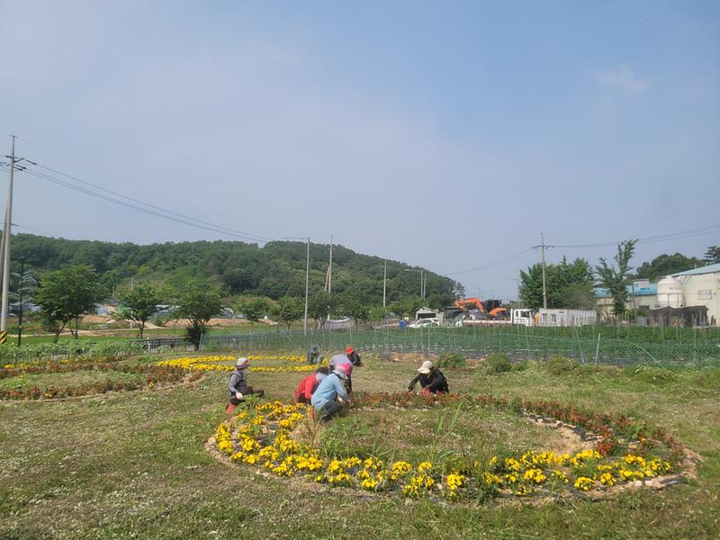 교동면_꽃길_제초