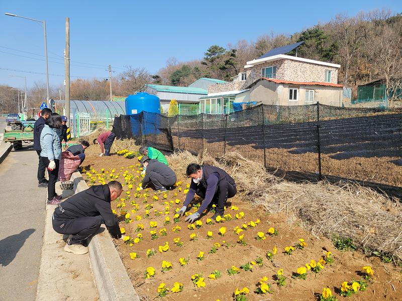 교동면_새마을지도자_봄꽃_식재