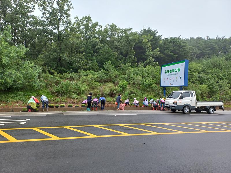 교동면_생활개선회_여름꽃_식재